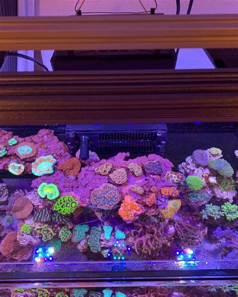 Orphek Or Led Bar Reef Aquarium Photo Gallery Reef Reef