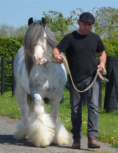 Sd Golden Dynamite Spirit Farm Gypsy Cobs