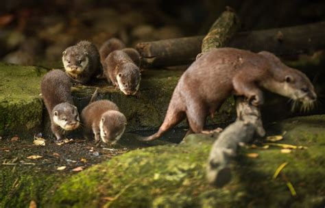 3chester Zoos Cute New Otter Pups Given Their First Swimming Lessons