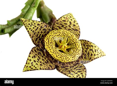 Starfish Cactus Stapelia Grandiflora Is A Succulent Plant With Five