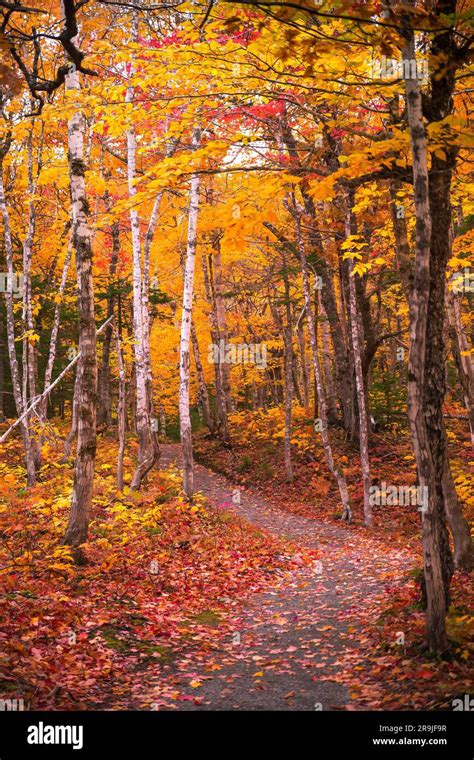 Beautiful scenery of autumn fall foliage colors inside Cape Breton ...