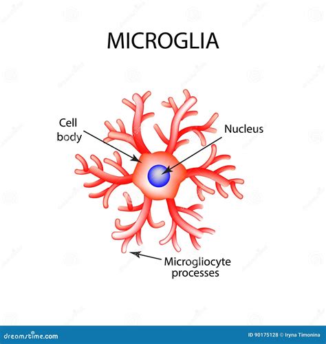 The Structure Of Microglia Neuron Nerve Cell Infographics Vector