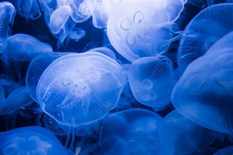 Premium Photo | Blue jellyfish