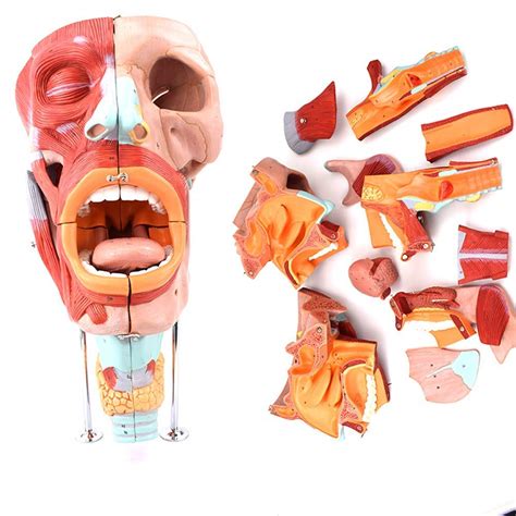 Buy Human Organ Model Nose Mouth Pharynx And Larynx Model Tongue