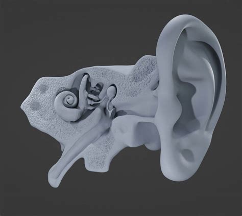 Human Ear Anatomy 3d Model By Bluelou