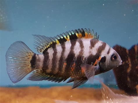 Convict Cichlid Amatitlania Nigrofasciata