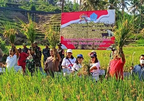 Desa Sidan Kabupaten Gianyar Panen Perdana Padi Organik Hasilkan 10