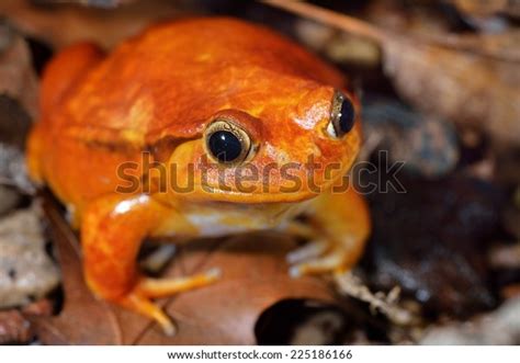 False Tomato Frog Dyscophus Guineti Terrarium Stock Photo 225186166