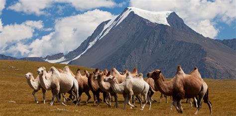 Altai Tavan Bogd National Park | Western Mongolia