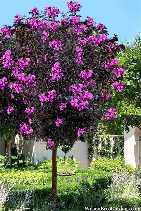 10 Black Diamond Lavender Lace Purple Crepe Myrtle Seeds Etsy