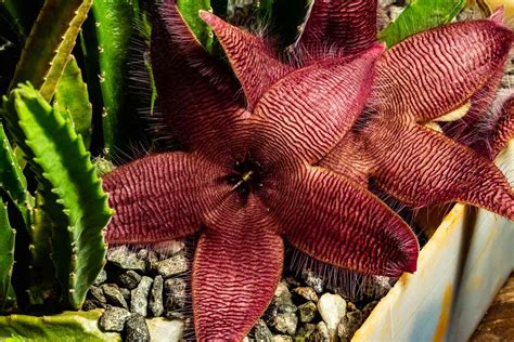 How to Grow and Care for Starfish Cactus (Stapelia Hirsuta)