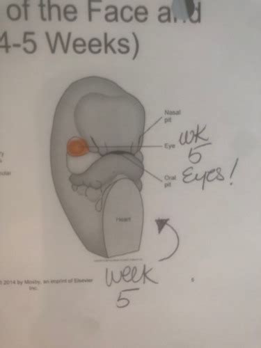 Oral Embryology And Histology Ch Flashcards Quizlet