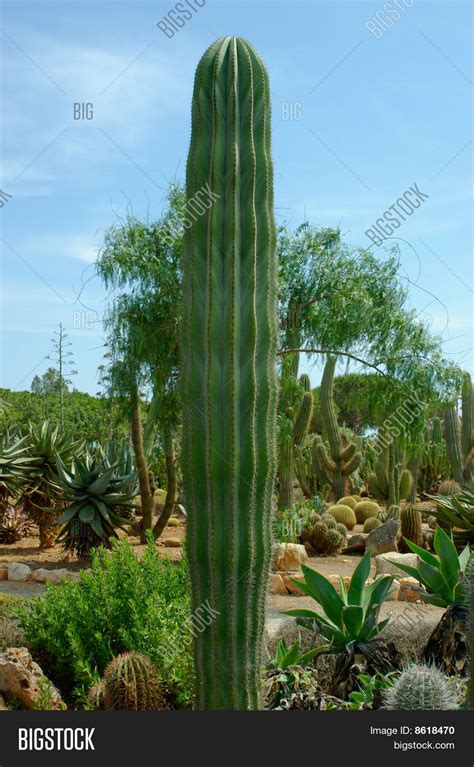 Straight Tall Thick Body Cactus Image And Photo Bigstock