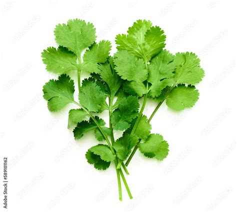 Coriander Or Cilantro Leaves Isolated On White Background Bunch Of