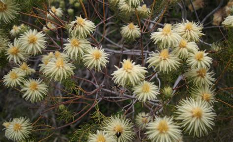 Africa A New Discovery Shows Major Flowering Plants Are Million