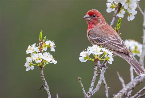 Descubre al pájaro Pinzón Nubika