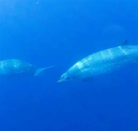 Descubren nueva especie de ballena en aguas mexicanas Excélsior