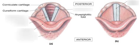 Vocal Folds Diagram | Quizlet