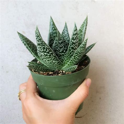 Gasteria Flow Lace Aloe Succulent Plant How To Care For Gasteria