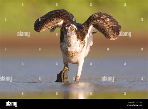 Seahawks Bird Of Prey