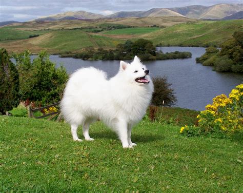 Japanese Spitz - Puppies, Rescue, Pictures, Information, Temperament ...