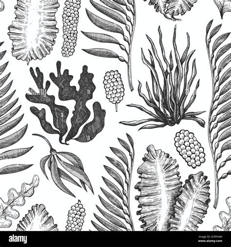 Seaweed Seamless Pattern Hand Drawn Vector Seaweeds Illustration