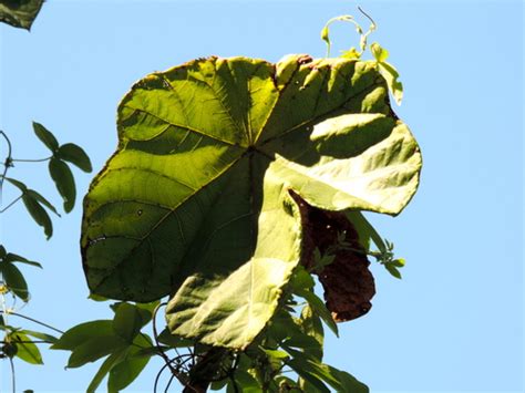 Bonete Rboles De Colima Euforbias Biodiversity All