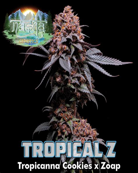 Cannabis Seeds Tropical Z X Nasha Genetics