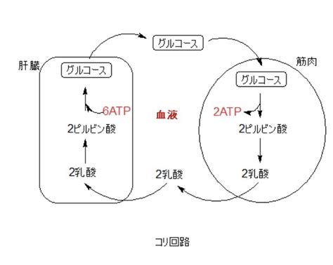 逆コリ回路があるなんて cafe salon mels