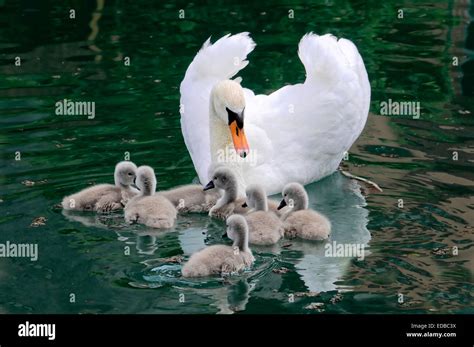 Female Swan With Cygnets Hi Res Stock Photography And Images Alamy