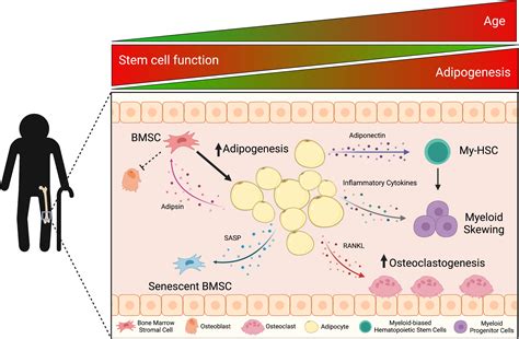 Frontiers The Implications Of Bone Marrow Adipose Tissue On Inflammaging