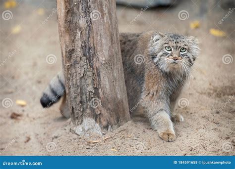 Portrait Of One Cute Manul The Pallas Cat Or Otocolobus Manul Wild Cat