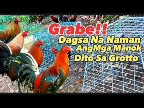 Grabe Dagsa Na Naman Ang Mga Manok Dito Sa Grotto Update Grotto Pet