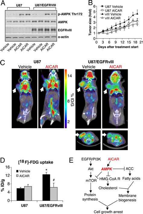 The Ampk Agonist Aicar Inhibits The Growth Of Egfrviii Expressing