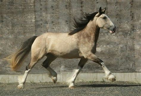 50 Best Mulberry Grey Ref Images On Pinterest Beautiful Horses Horse