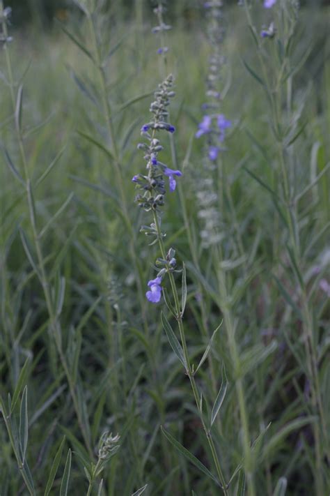 How to Plant a Prairie, Part 1: Why Grow a Prairie? — the kokoro garden