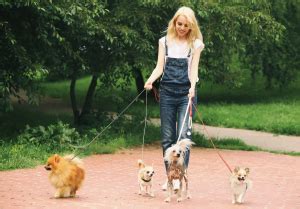 Benefits Of Hiring A Professional Pet Sitter Pet Sitters In Raleigh Nc