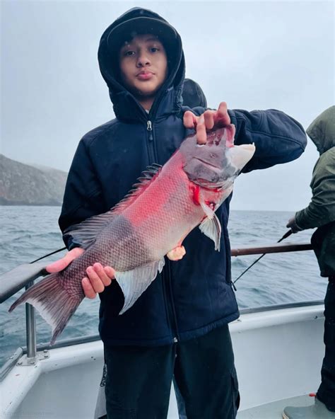 California Sheephead Semicossyphus Pulcher