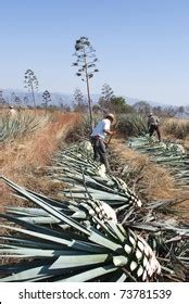 Process Production Tequila Stock Photo 73781539 | Shutterstock