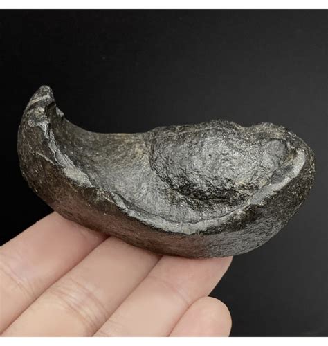 Fossils For Sale Fossils Sperm Whale Tympanic Ear Bone