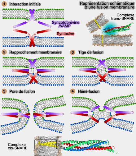 Fusion membranaire mécanisme formation du pore de fusion 1 vue d