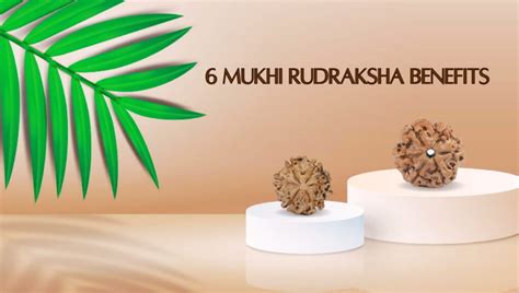 20 6 Mukhi Rudraksha Benefits For Male Female Love