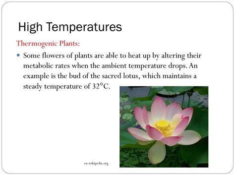 PPT - Maintaining a Balance Topic 5: Temperature Regulation in Plants PowerPoint Presentation ...