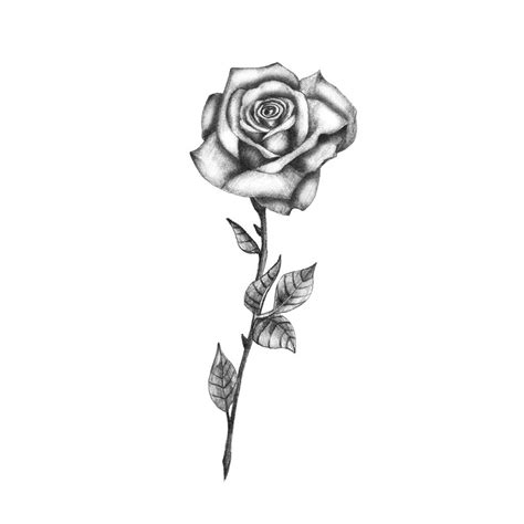 Rose Tattoo | ubicaciondepersonas.cdmx.gob.mx