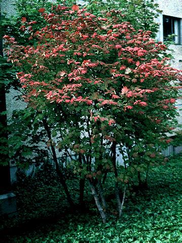 F.W. Schumacher Tree Seed for Sale Catalog :: treeseed, shrub seed for sale