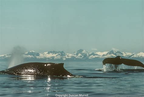 A Pair Of Humpback Whales Megaptera Novaeangliae Blowing And Sounding