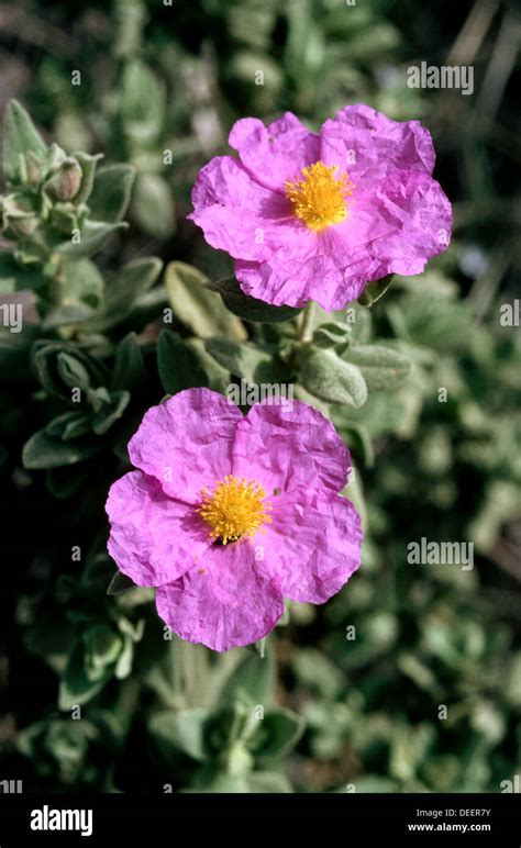 Rock Rose Cistus Albidus Stock Photo Alamy