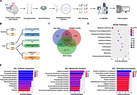 Enrichment Analysis Of Our Synaptic Fractions A Schematic Diagram