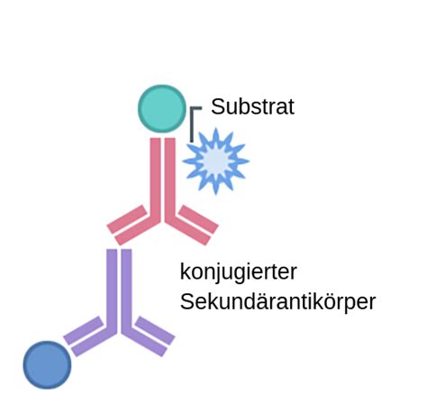 Indirekter ELISA Test Labster