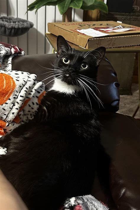 can cats see ghosts